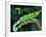 Jackson's Chameleon, Native to Eastern Africa-David Northcott-Framed Photographic Print