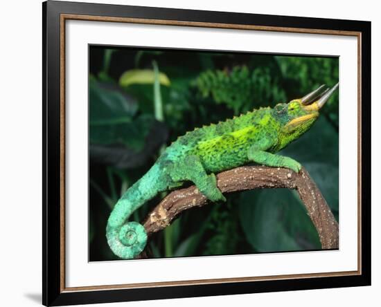 Jackson's Chameleon, Native to Eastern Africa-David Northcott-Framed Photographic Print