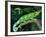 Jackson's Chameleon, Native to Eastern Africa-David Northcott-Framed Photographic Print