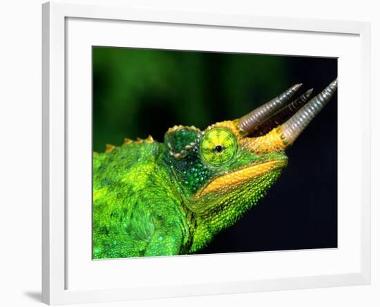 Jackson's Chameleon, Native to Eastern Africa-David Northcott-Framed Photographic Print