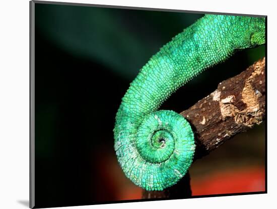 Jackson's Chameleon Tail, Native to Eastern Africa-David Northcott-Mounted Photographic Print