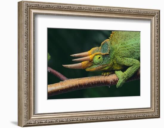 Jackson's Chameleon-DLILLC-Framed Photographic Print