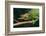 Jackson's Chameleon-DLILLC-Framed Photographic Print