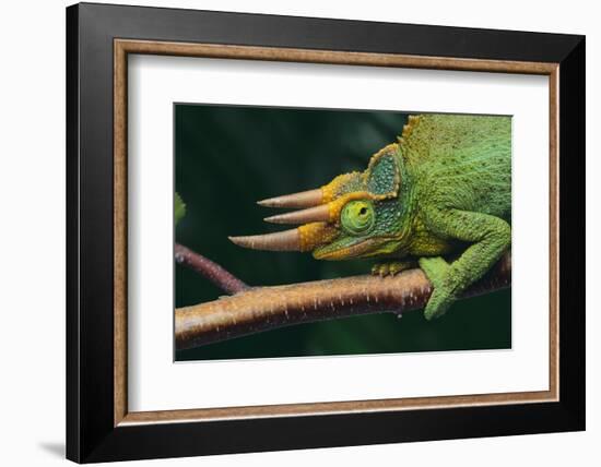 Jackson's Chameleon-DLILLC-Framed Photographic Print