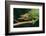 Jackson's Chameleon-DLILLC-Framed Photographic Print