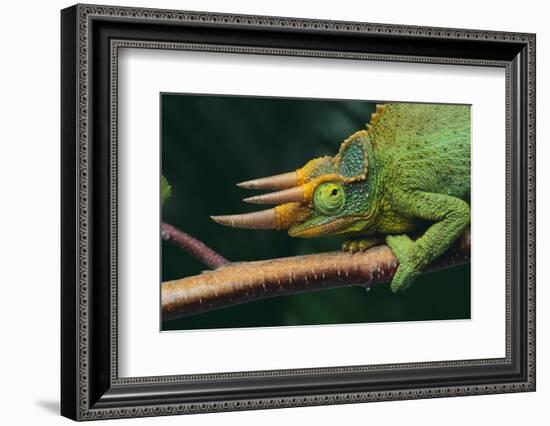 Jackson's Chameleon-DLILLC-Framed Photographic Print