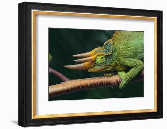 Jackson's Chameleon-DLILLC-Framed Photographic Print