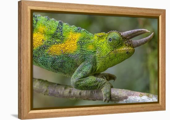 Jackson's three-horned chameleon, Bwindi Impenetrable National Park, Uganda-Art Wolfe-Framed Premier Image Canvas