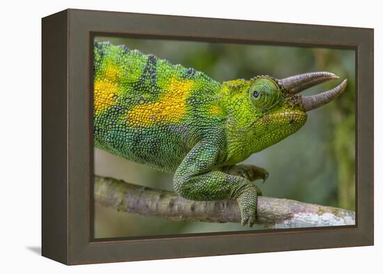 Jackson's three-horned chameleon, Bwindi Impenetrable National Park, Uganda-Art Wolfe-Framed Premier Image Canvas