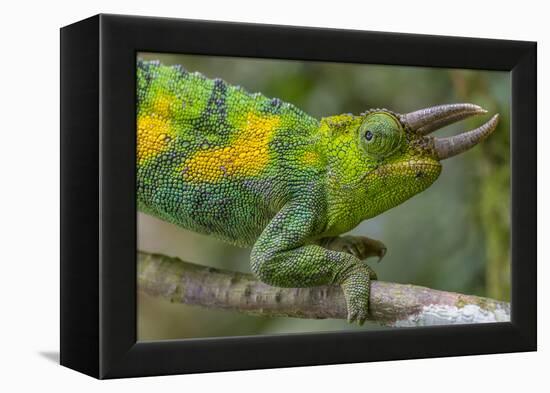 Jackson's three-horned chameleon, Bwindi Impenetrable National Park, Uganda-Art Wolfe-Framed Premier Image Canvas