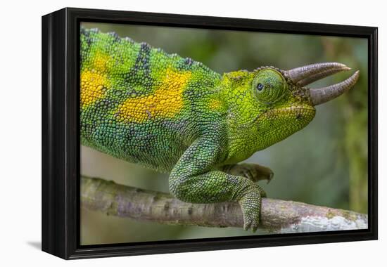 Jackson's three-horned chameleon, Bwindi Impenetrable National Park, Uganda-Art Wolfe-Framed Premier Image Canvas