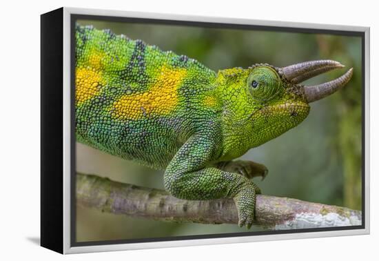 Jackson's three-horned chameleon, Bwindi Impenetrable National Park, Uganda-Art Wolfe-Framed Premier Image Canvas