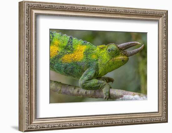 Jackson's three-horned chameleon, Bwindi Impenetrable National Park, Uganda-Art Wolfe-Framed Photographic Print