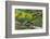 Jackson's three-horned chameleon, Bwindi Impenetrable National Park, Uganda-Art Wolfe-Framed Photographic Print