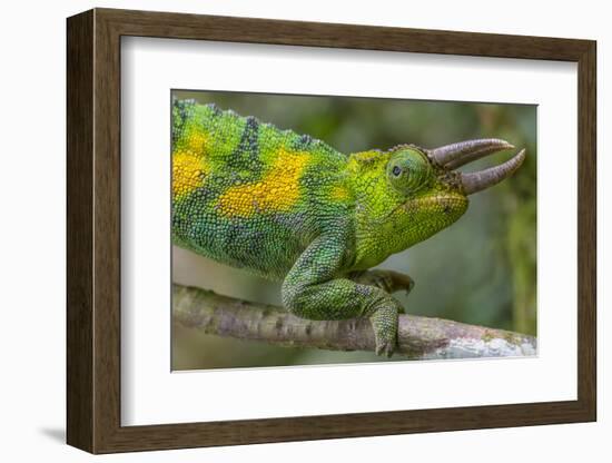 Jackson's three-horned chameleon, Bwindi Impenetrable National Park, Uganda-Art Wolfe-Framed Photographic Print