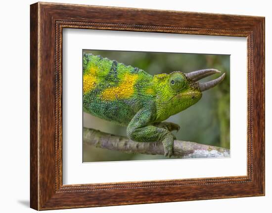 Jackson's three-horned chameleon, Bwindi Impenetrable National Park, Uganda-Art Wolfe-Framed Photographic Print