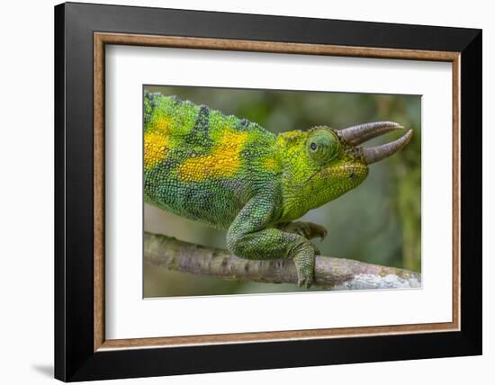 Jackson's three-horned chameleon, Bwindi Impenetrable National Park, Uganda-Art Wolfe-Framed Photographic Print