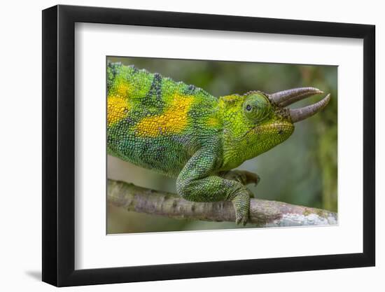 Jackson's three-horned chameleon, Bwindi Impenetrable National Park, Uganda-Art Wolfe-Framed Photographic Print