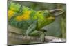 Jackson's three-horned chameleon, Bwindi Impenetrable National Park, Uganda-Art Wolfe-Mounted Photographic Print