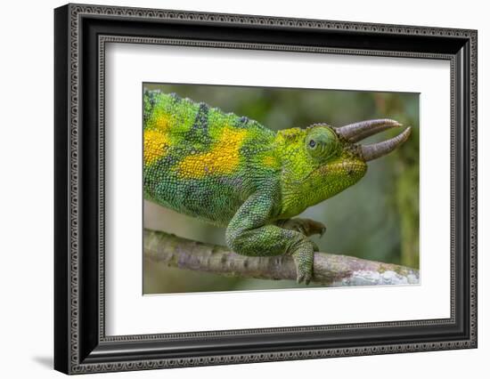 Jackson's three-horned chameleon, Bwindi Impenetrable National Park, Uganda-Art Wolfe-Framed Photographic Print