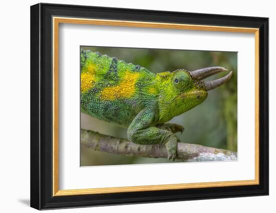 Jackson's three-horned chameleon, Bwindi Impenetrable National Park, Uganda-Art Wolfe-Framed Photographic Print