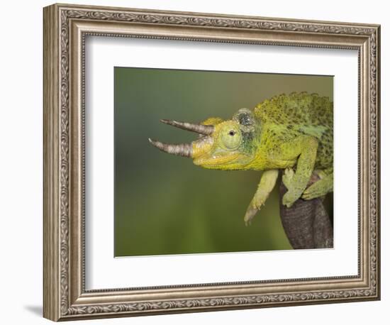 Jackson's Three-horned Chameleon-Maresa Pryor-Framed Photographic Print