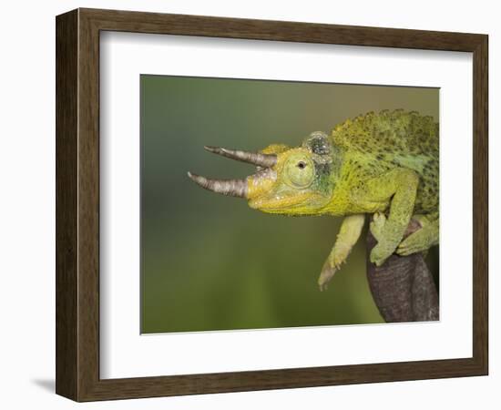 Jackson's Three-horned Chameleon-Maresa Pryor-Framed Photographic Print