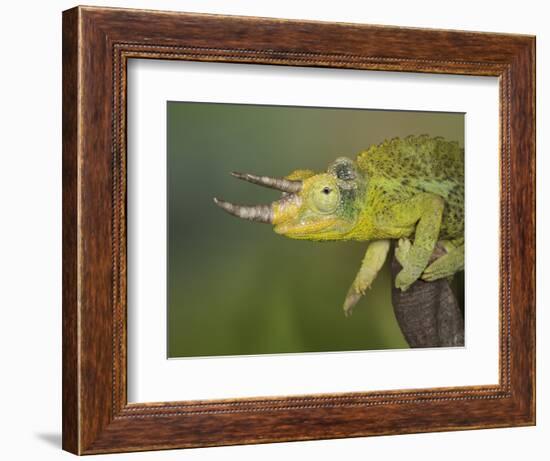 Jackson's Three-horned Chameleon-Maresa Pryor-Framed Photographic Print