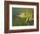 Jackson's Three-horned Chameleon-Maresa Pryor-Framed Photographic Print