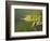 Jackson's Three-horned Chameleon-Maresa Pryor-Framed Photographic Print