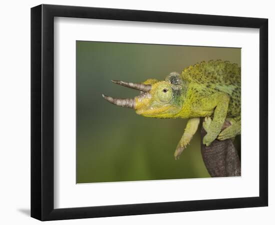 Jackson's Three-horned Chameleon-Maresa Pryor-Framed Photographic Print