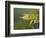 Jackson's Three-horned Chameleon-Maresa Pryor-Framed Photographic Print