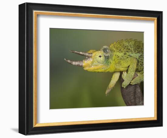 Jackson's Three-horned Chameleon-Maresa Pryor-Framed Photographic Print