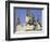 Jackson Square, St. Louis Cathedral, New Orleans, Louisiana, USA-Charles Bowman-Framed Photographic Print