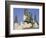 Jackson Square, St. Louis Cathedral, New Orleans, Louisiana, USA-Charles Bowman-Framed Photographic Print