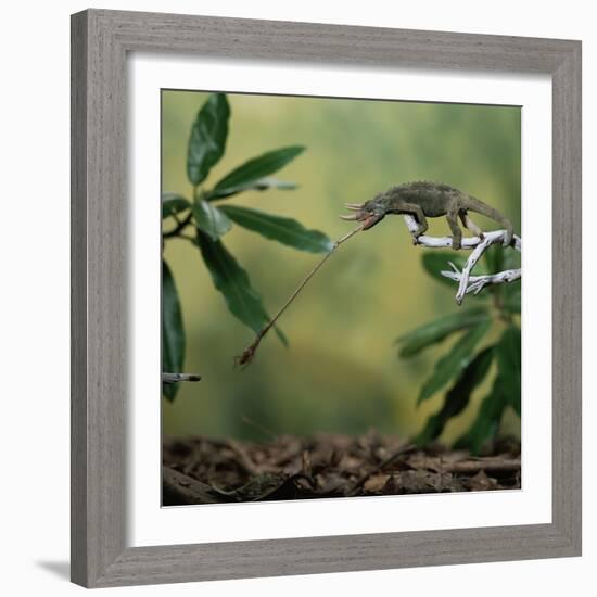 Jacksons 3-Horned Chameleon (Chamaeleo Jacksonii) Catching Cricket With Tongue. Captive-Kim Taylor-Framed Photographic Print