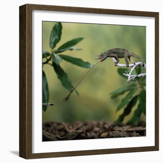 Jacksons 3-Horned Chameleon (Chamaeleo Jacksonii) Catching Cricket With Tongue. Captive-Kim Taylor-Framed Photographic Print