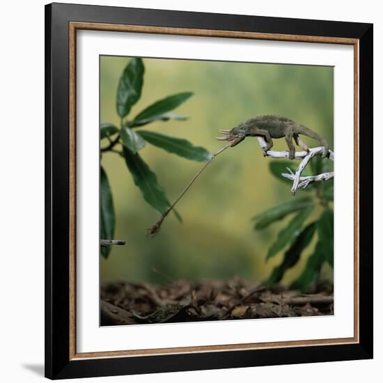 Jacksons 3-Horned Chameleon (Chamaeleo Jacksonii) Catching Cricket With Tongue. Captive-Kim Taylor-Framed Photographic Print