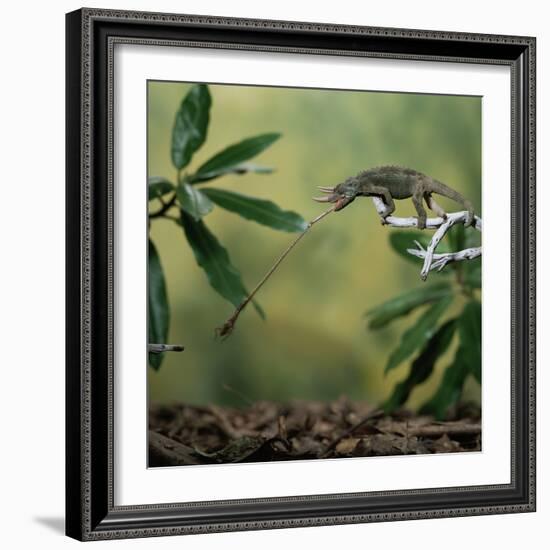 Jacksons 3-Horned Chameleon (Chamaeleo Jacksonii) Catching Cricket With Tongue. Captive-Kim Taylor-Framed Photographic Print