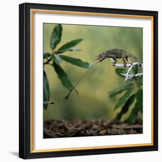 Jacksons 3-Horned Chameleon (Chamaeleo Jacksonii) Catching Cricket With Tongue. Captive-Kim Taylor-Framed Photographic Print