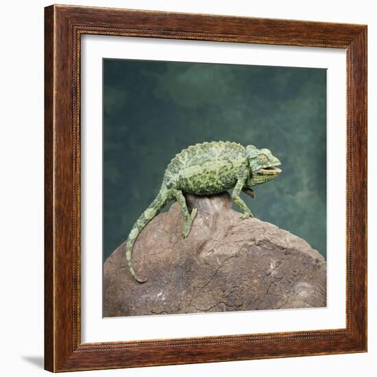 Jacksons Chameleon, Kenya, East Africa, Africa-Robert Harding-Framed Photographic Print