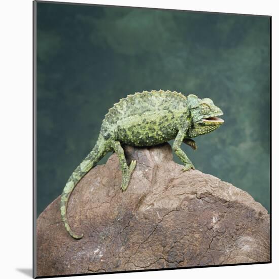 Jacksons Chameleon, Kenya, East Africa, Africa-Robert Harding-Mounted Photographic Print