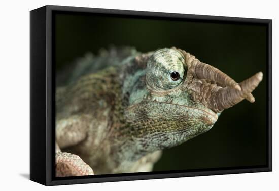 Jacksons Chameleon (Rhinoceros Chameleon) (Trioceros jacksonii), captive, Madagascar, Africa-Janette Hill-Framed Premier Image Canvas