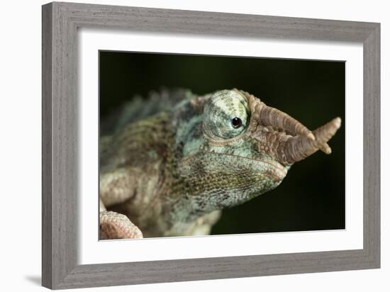 Jacksons Chameleon (Rhinoceros Chameleon) (Trioceros jacksonii), captive, Madagascar, Africa-Janette Hill-Framed Photographic Print