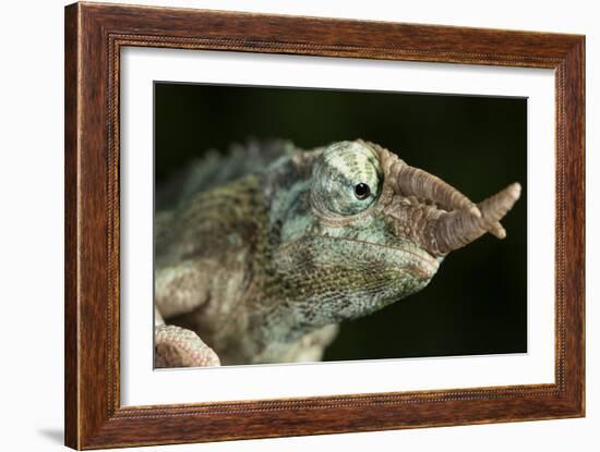 Jacksons Chameleon (Rhinoceros Chameleon) (Trioceros jacksonii), captive, Madagascar, Africa-Janette Hill-Framed Photographic Print