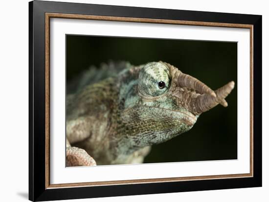 Jacksons Chameleon (Rhinoceros Chameleon) (Trioceros jacksonii), captive, Madagascar, Africa-Janette Hill-Framed Photographic Print