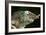 Jacksons Chameleon (Rhinoceros Chameleon) (Trioceros jacksonii), captive, Madagascar, Africa-Janette Hill-Framed Photographic Print