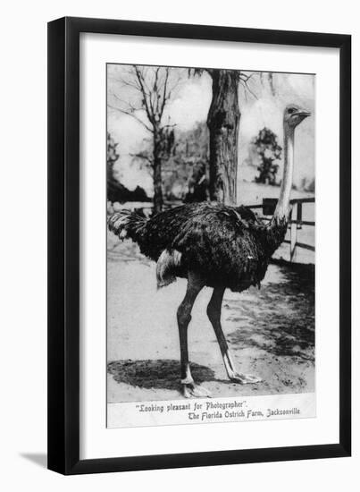 Jacksonville, Florida - Ostrich Farm Scene-Lantern Press-Framed Art Print