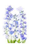 Delphinium-Jacky Parker-Giclee Print