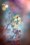 Serenity-Jacky Parker-Framed Premier Image Canvas